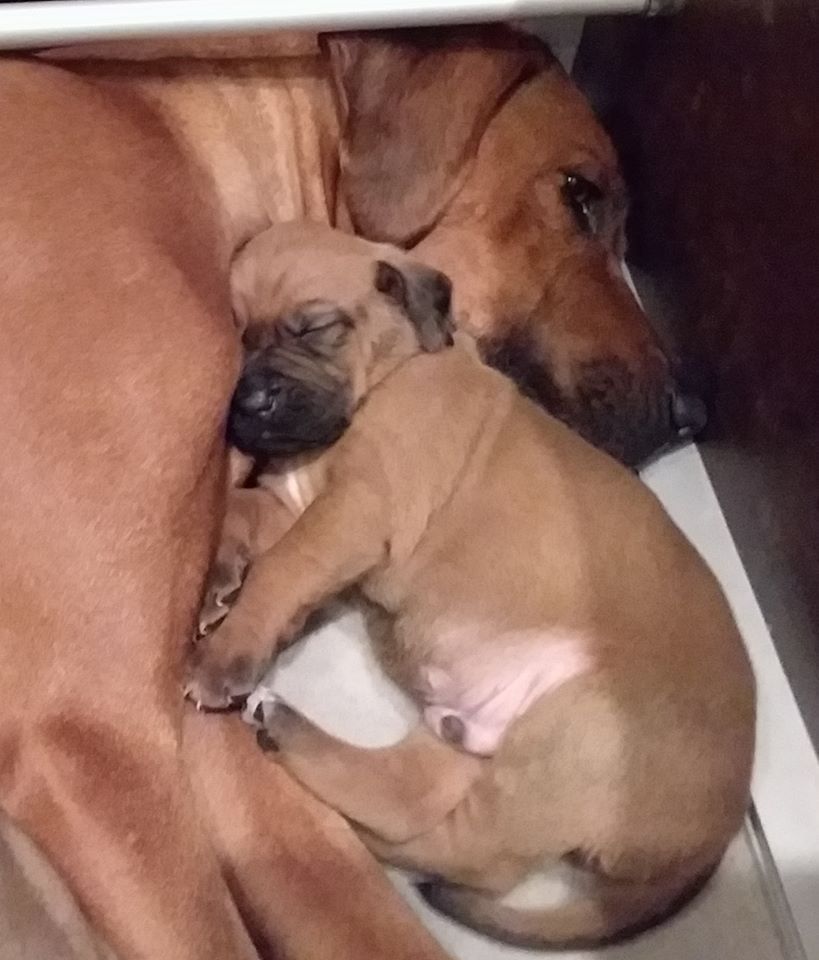 Out of africa - Rhodesian Ridgeback - Portée née le 01/01/2020